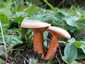Lucfenyvesi rizike (Lactarius deterrimus), Őrség